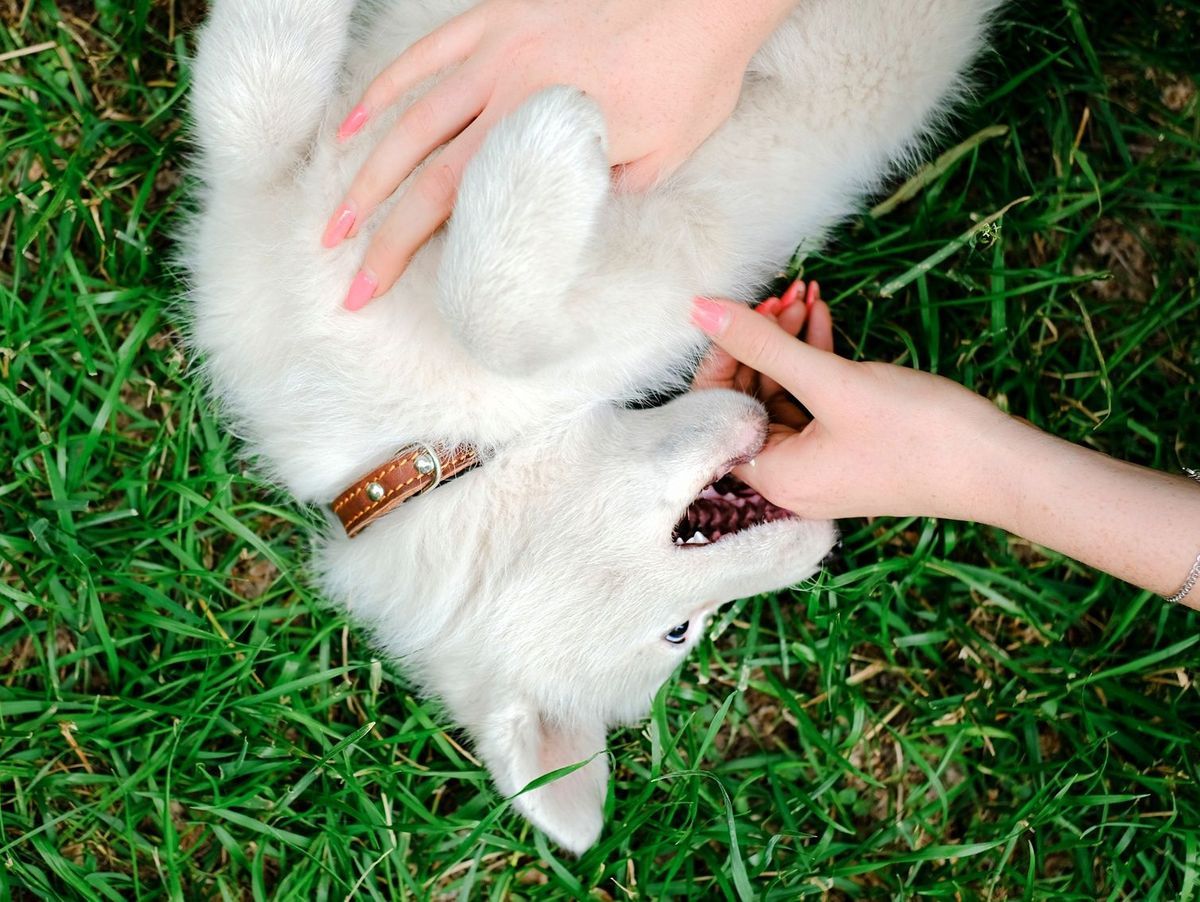 Est-il légal qu&rsquo;on me retire mon chien ? Connaître ses droits et les recours possibles.