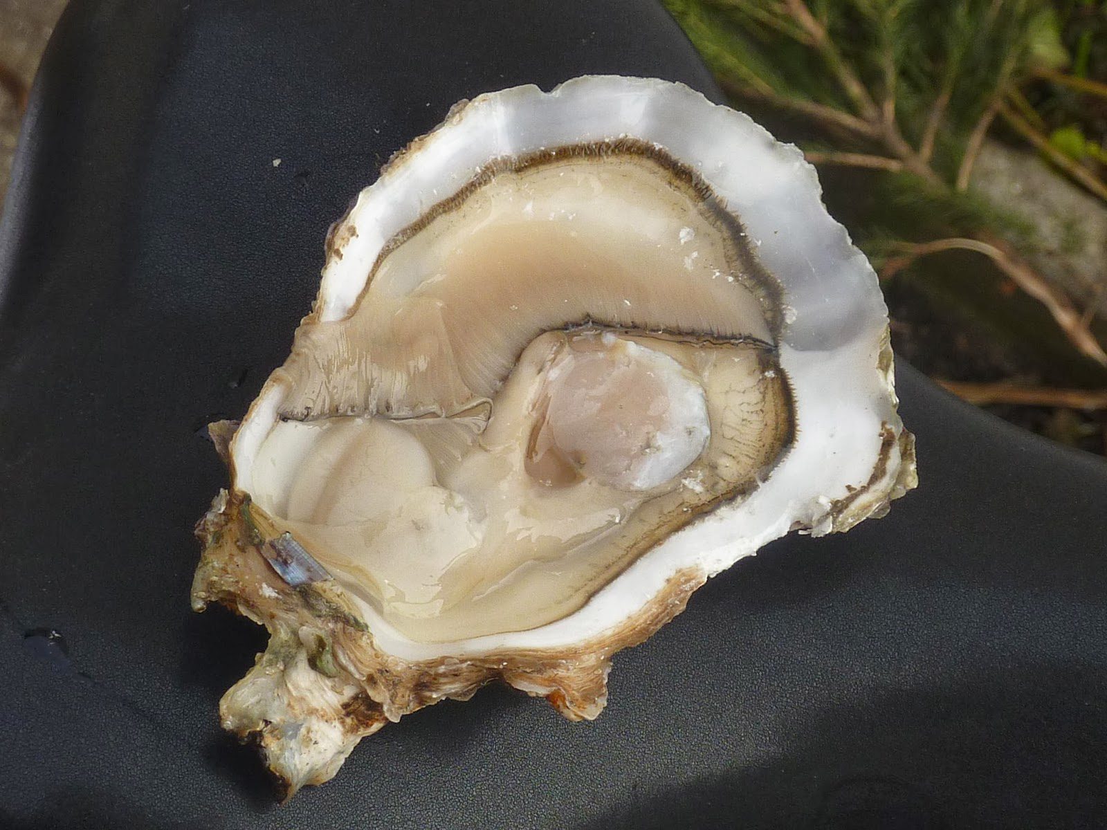 Les perles de la mer: Stratégies innovantes des producteurs d&rsquo;huîtres pour conquérir le marché