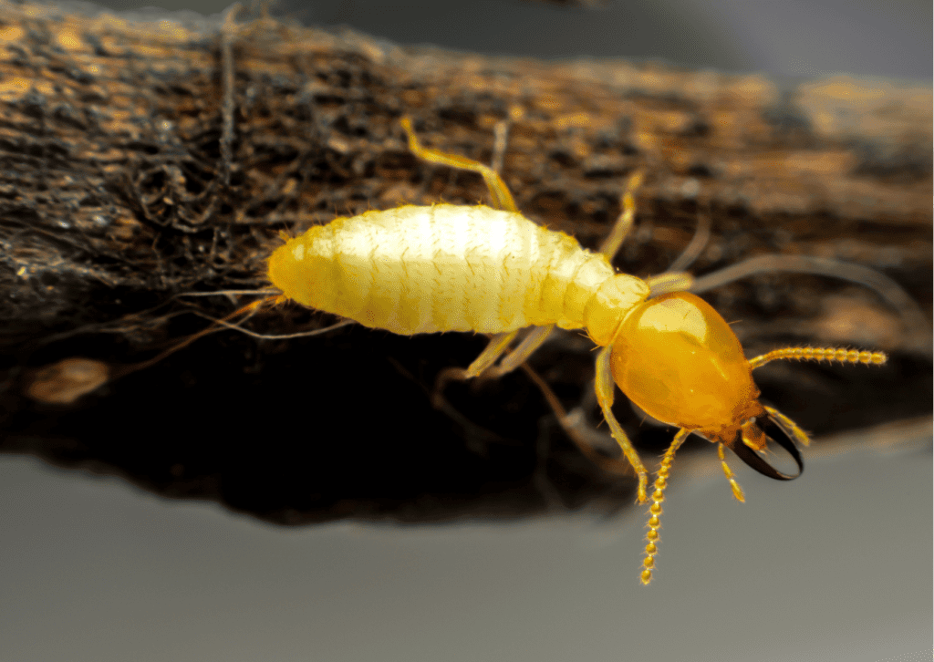 termites